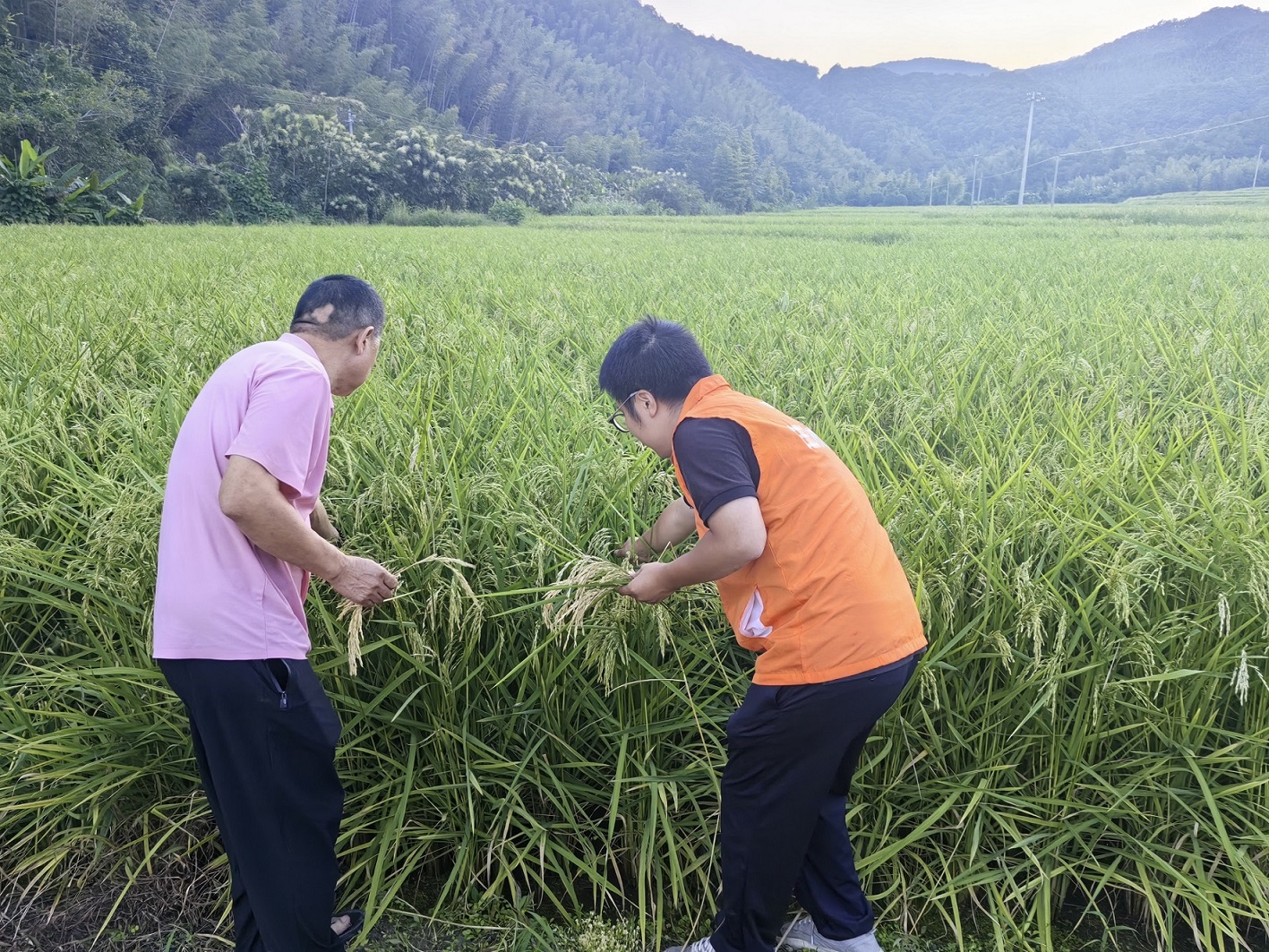 平安产险三明中心支公司：“保险+农技”双管齐下，助力水稻丰收稳增收1.jpg