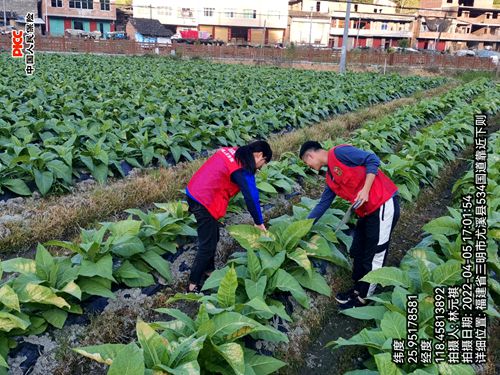 尤溪：烟叶冻灾受损 人保快速查勘-照片_001.jpg